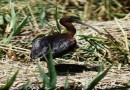 Glossy ibis ©  M.Dimitrov